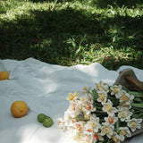 Daffodil（S）