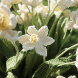 Daffodil（S）