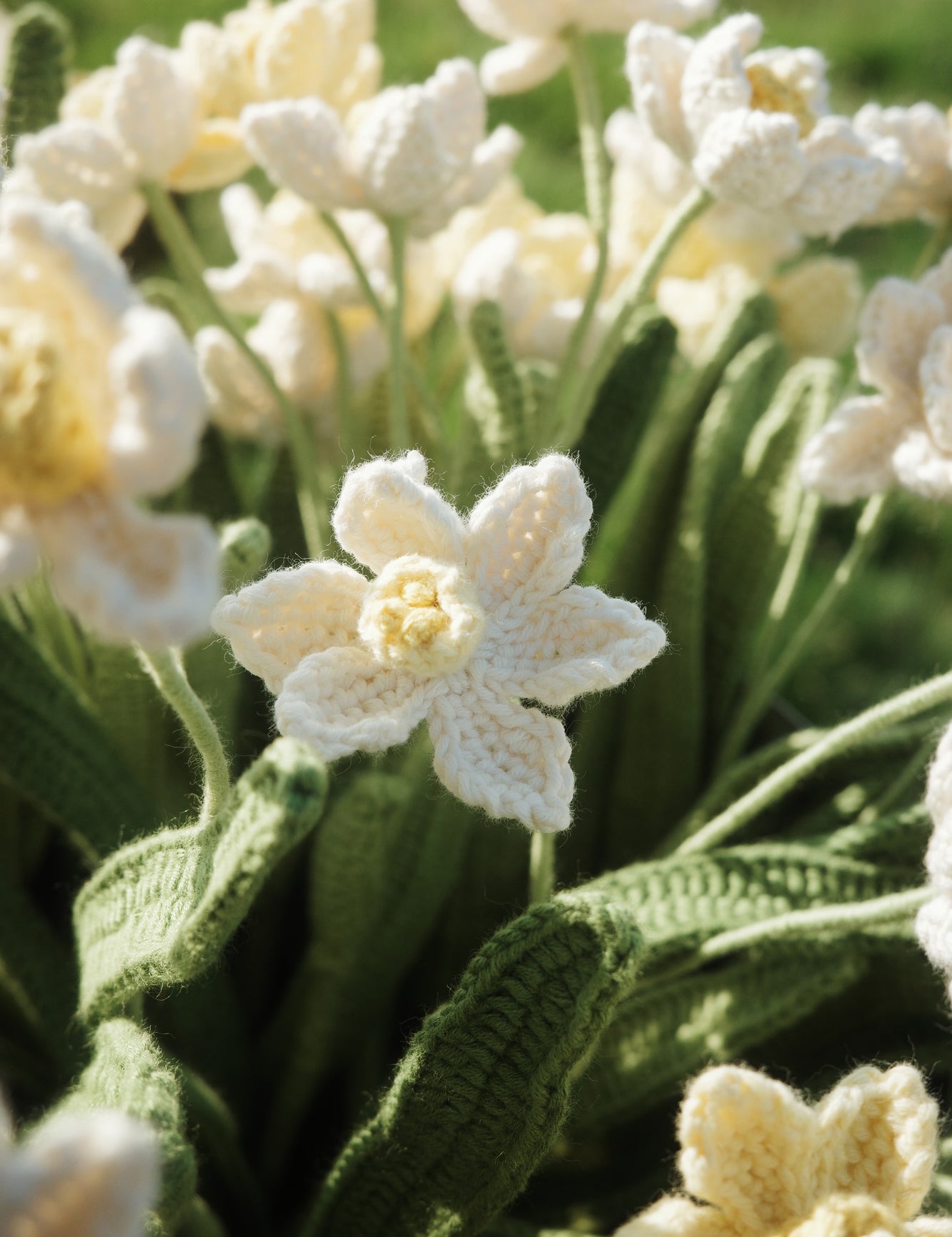 Daffodil（S）
