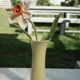 Daffodil（L）