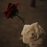  Rose