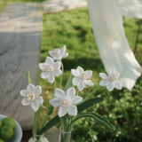 Daffodil（S）