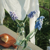  Grape Hyacinth