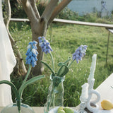 Grape Hyacinth