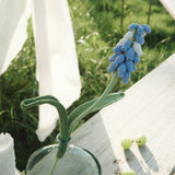  Grape Hyacinth